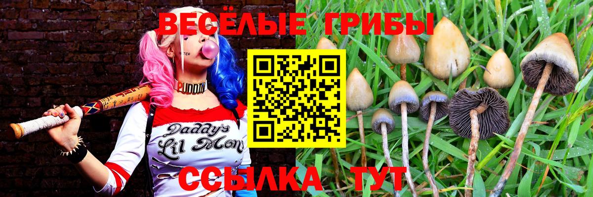 Зерноград  Псилоцибиновые грибы Psilocybine cubensis  Вход с VPN 